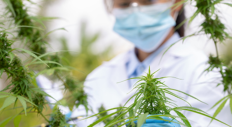 a scientist working with cannabis plants