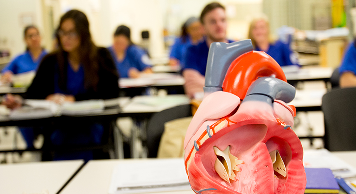 Diorama of heart on table for students to study.